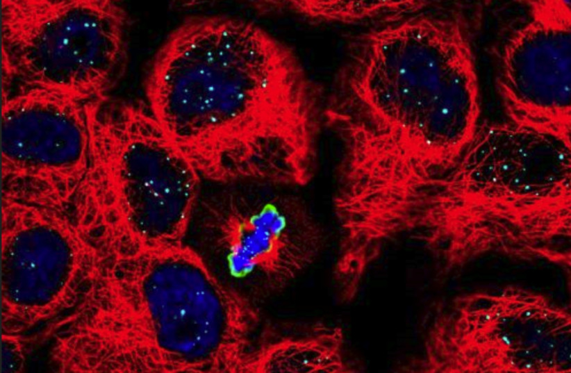  Chromosome segregation In dividing cells. Cell cytoskeleton is depicted in red, DNA is depicted in blue and a protein that marks dividing cells is depicted in green. (photo credit: TOM WINKLER/BEN DAVID LAB)