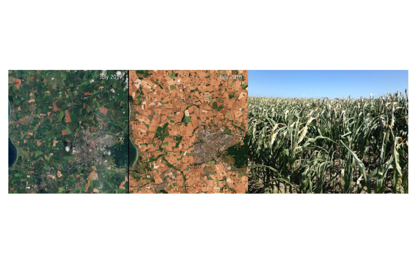  Left and middle: Impact of the extreme heatwave and drought of summer 2018, as compared to summer 2017, on fields around the town of Slagelse in Zealand, Denmark ; Right: Danish maize field in July 2018 (credit:  European Space Agency and Janne Hansen)