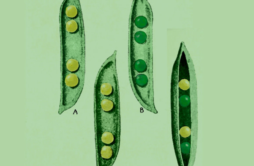  What happens when a plant with yellow peas is hybridized with a green pea plant? Illustration of Mendel’s experimental results. (credit: SCIENCE PHOTO LIBRARY)