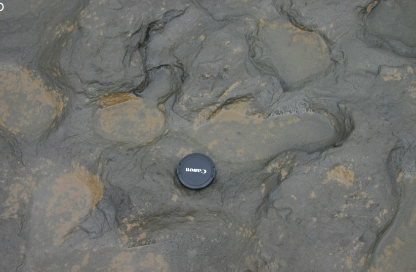 Hominin Footprints from Early Pleistocene Deposits at Happisburgh, UK. Photographs of Area A at Happisburgh. Detail of footprint surface. (credit: Martin Bates/Wikimedia)