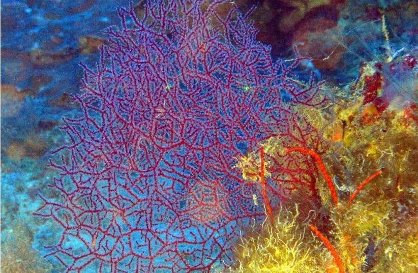  Coral reefs are seen in this picture taken in Eilat, Israel (credit: TASCMAR PROJECT)