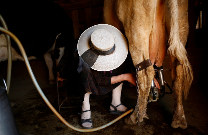  A woman milks a cow in the Mennonite community of El Sabinal, Chihuahua, Mexico, April 22, 2021 (credit: REUTERS/JOSE LUIS GONZALEZ)
