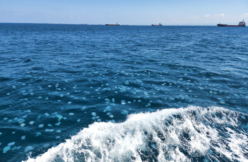 Should we be concerned about this year's massive jellyfish swarm? - Vimarsana News