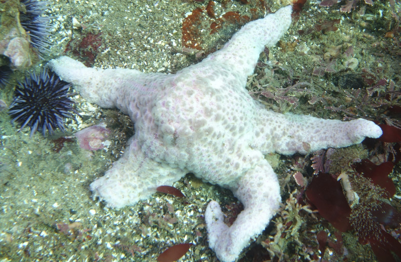  Handout of a starfish, also known as a sea star suffering from a wasting disease epidemic. (credit: REUTERS/Kevin Lafferty)
