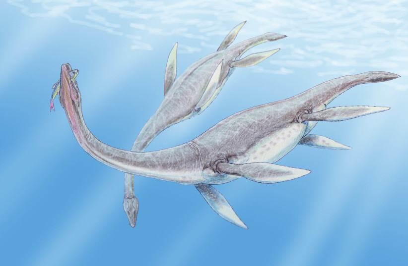  Plesiosaurus dolichodeirus, 2008. (photo credit: Wikimedia Commons)