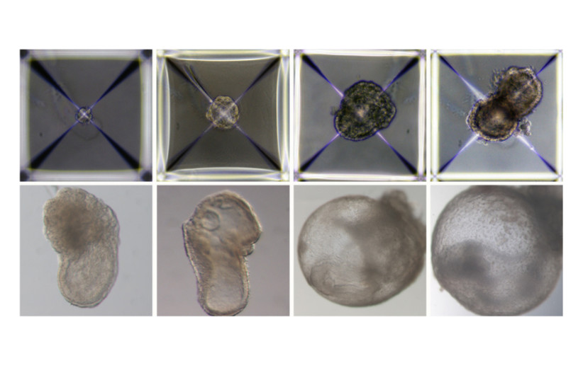  Development of synthetic embryo models from day 1 (top left) to day 8 (bottom right). All their early organ progenitors had formed, including a beating heart, an emerging blood circulation, a brain, a neural tube and an intestinal tract.  (credit: WEIZMANN INSTITUTE OF SCIENCE)