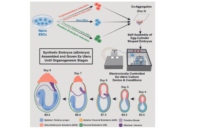  A diagram showing the innovative method for growing synthetic mouse embryo models from stem cells – without egg, sperm or womb – developed in the laboratory of Prof. Jacob Hanna. (credit: WEIZMANN INSTITUTE OF SCIENCE)
