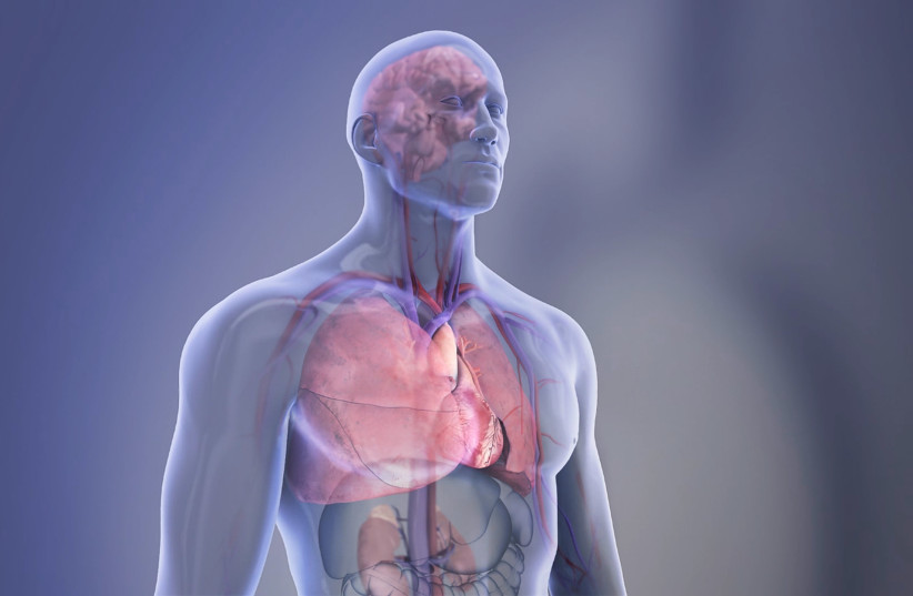 Organs in the body - transparent illustration (photo credit: American Heart Association)