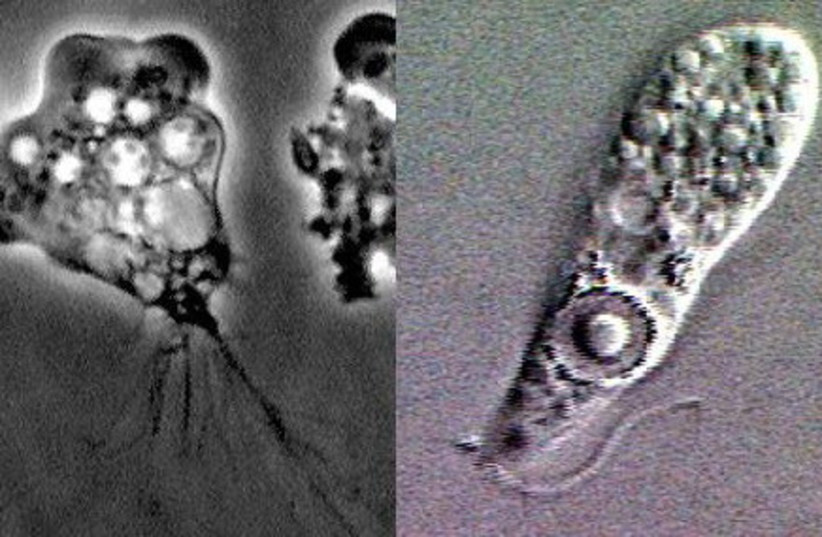  (Naegleria fowleri lifecycle stages. A: Cyst of N. fowleri in culture. Naegleria fowleri does not form cysts in human tissue. Cysts in the environment and culture are spherical, 7-15 µm in diameter and have a smooth, single-layered wall. Cyst) (credit: CDC)