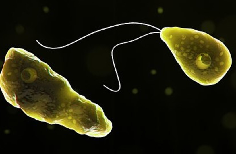  Naegleria fowleri, also known as the "brain-eating" amoeba (photo credit: Wikimedia Commons)