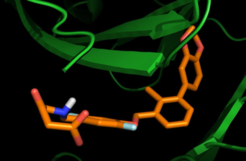  Screenshot of a molecular docking of ligand candidates on PD-L1 protein structure. (photo credit: DR. RITA ARURCIO)