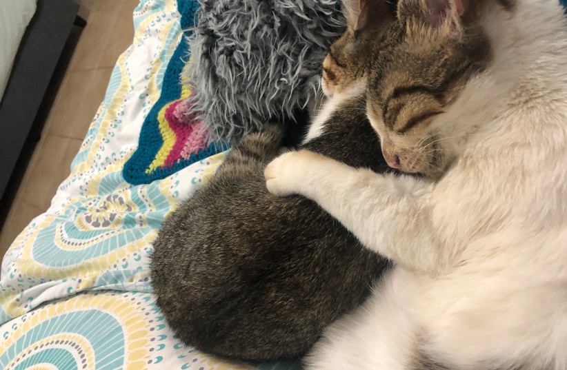  Sibling cats Dwight and Fergus cuddle up together at home, having been saved from a kill shelter and brought to a loving family in Ra'anana. (credit: ELISHEVA JACOBSON)
