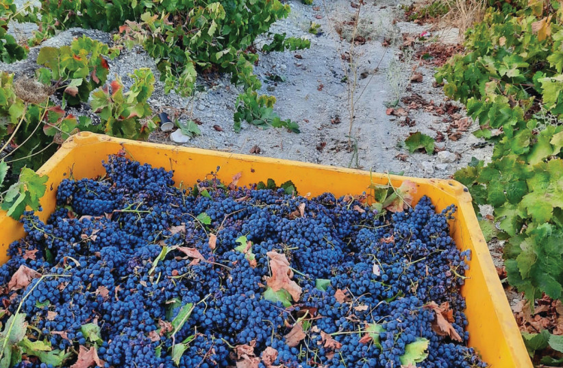 HARVEST IN Recanati’s Carignan vineyard in the Judean Hills.  (credit: Recanati Winery)