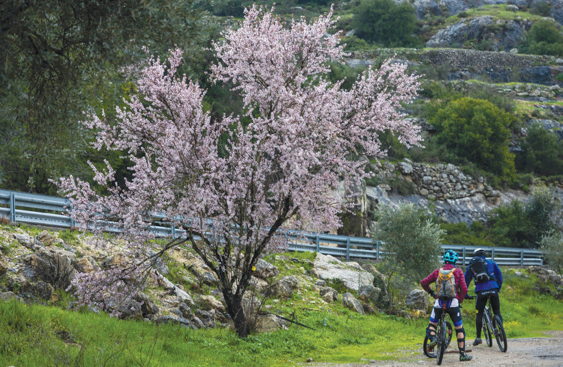  ADMIRING A blossoming almond tree in the Judean Hills.  (photo credit: YONATAN SINDEL/FLASH90)