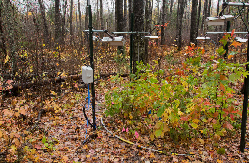  Infrared lamps and soil heating cables warm an experimental forest plot at a University of Minnesota field site in northeastern Minnesota. (photo credit: DAVID HANSEN/UNIVERSITY OF MINNESOTA)