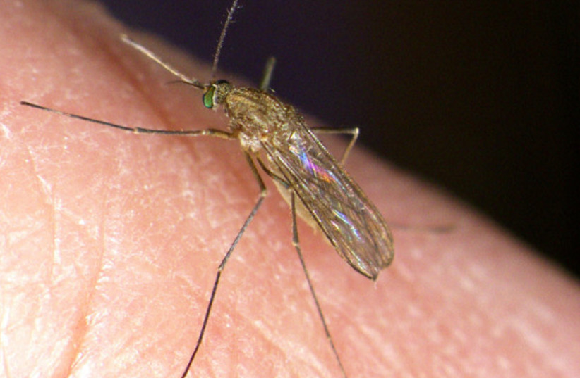 Culex pipiens pipiens, a common carrier of West Nile virus (photo credit: FABRIZIO MONTARSI/CC BY 3.0 (https://creativecommons.org/licenses/by/3.0)/VIA WIKIMEDIA COMMONS)