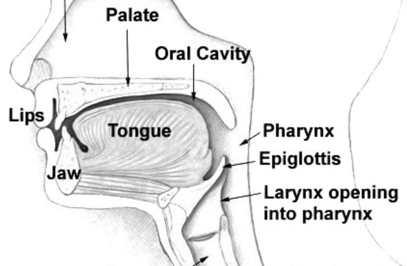 Vocal tract (credit: ARCADIAN/PUBLIC DOMAIN/VIA WIKIMEDIA COMMONS)