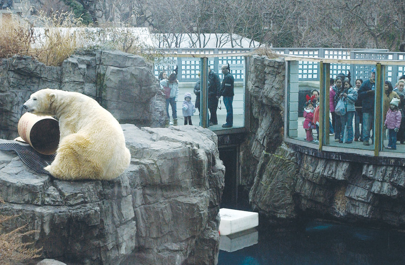  VISITORS WATCH a polar bear at Central Park Zoo in New York. (photo credit: REUTERS)