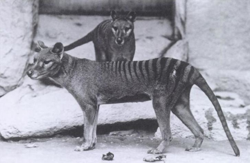  A pair of Tasmanian tigers, also known as thylacines, are seen in captivity. (photo credit: Wikimedia Commons)