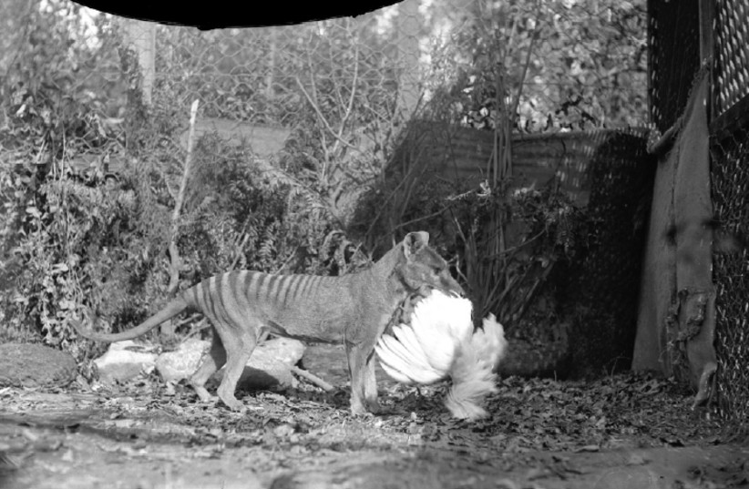  A thylacine (Tasmanian tiger) is seen in captivity. (credit: Wikimedia Commons)