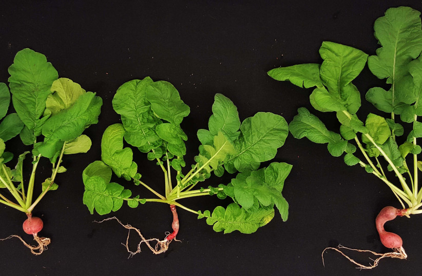 Growth of radish plants in alfalfa treated basaltic regolith simulant soil using fresh water (left), unfiltered (middle) or filtered (right) biodesalinated water. (photo credit: Kasiviswanathan et al., 2022, PLOS ONE, CC-BY 4.0)