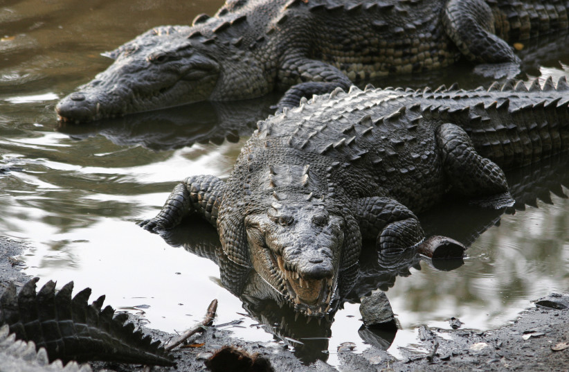  Crocodylus acutus, Mexico (photo credit: Wikimedia Commons)