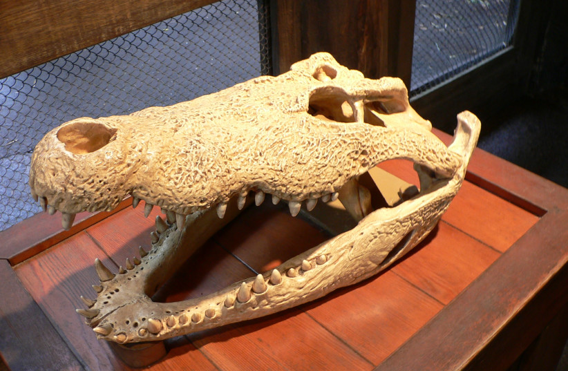  Crocodile skull (photo credit: Wikimedia Commons)