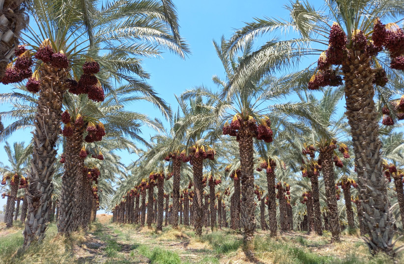  PALM TREES laden with red, ripe dates await picking at Kibbutz Kinneret.  (photo credit: LIAT COLLINS)