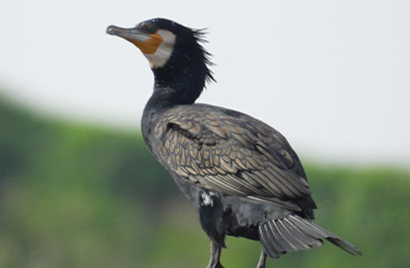 Bird in the Hula Valley (credit: KKL-JNF/AVISHAY MIZRACHI)