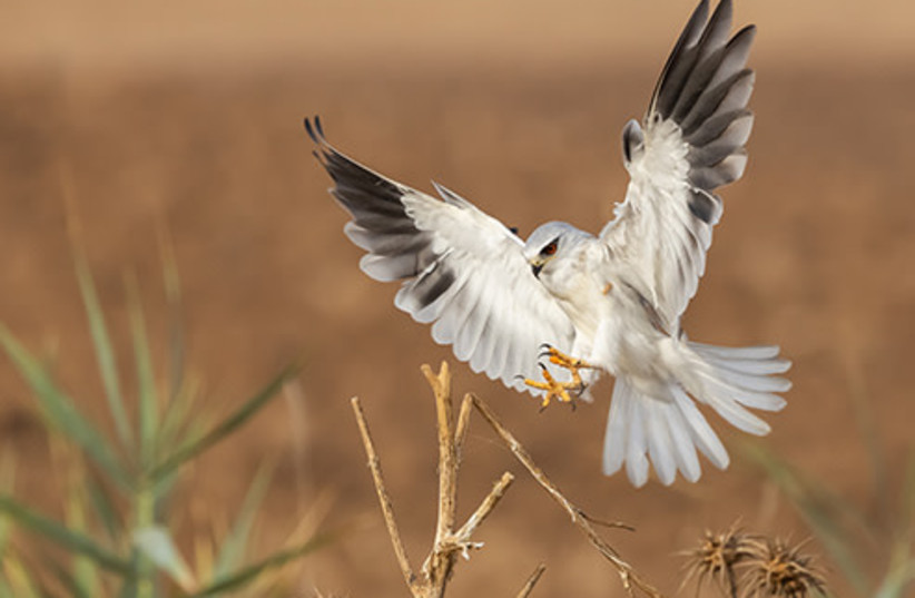 Bird in the Hula Valley (credit: KKL-JNF/AREA SHRAGA)