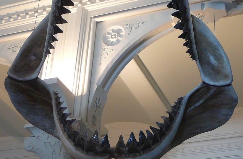  Megalodon shark jaws and teeth at the American Museum of Natural History in New York. (credit: Wikimedia Commons)