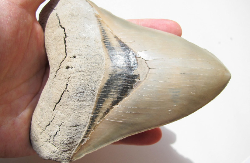  A megalodon shark tooth seen being held in an adult human hand for scale. (credit: Wikimedia Commons)