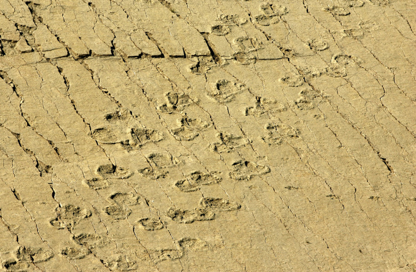 (illustration) One of the more than 250 ancient trackways is visible at the Cal Orcko dinosaur track site, inside the FANCESA cement quarry in Sucre, Bolivia, August 7, 2006 (photo credit: DAVID MERCADO/REUTERS)