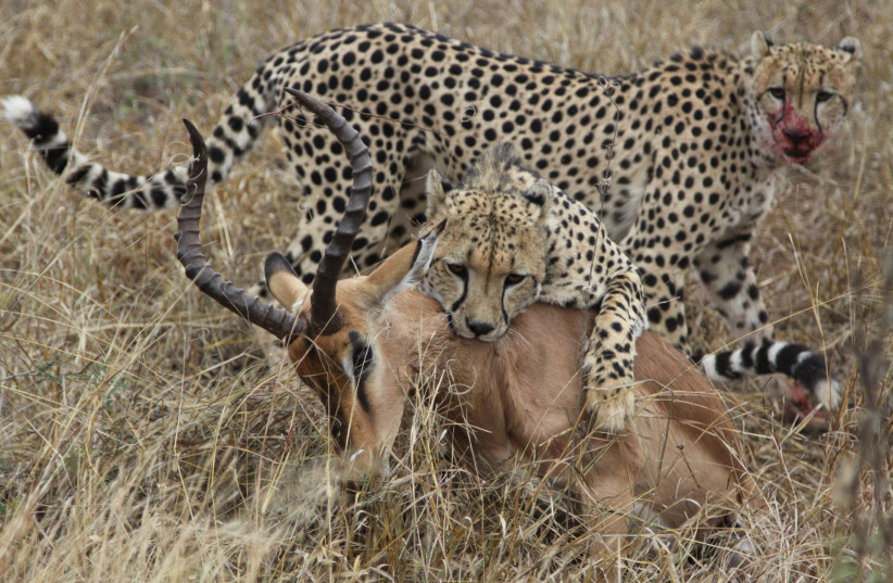  A predator-prey interaction between cheetahs and an impala in Kruger National Park, South Africa in June 2015. (photo credit: EVAN FRICKE)