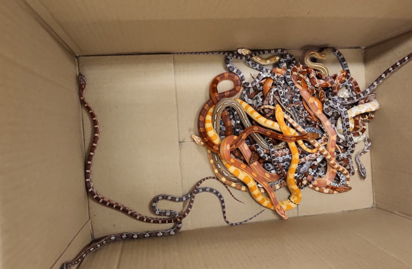 3 new snake species found beneath churches, graveyards in Ecuador -study - Vimarsana News