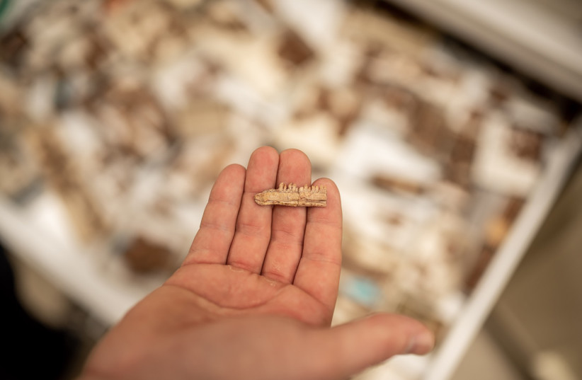  Christopher Griffin holds in his hand portion of the lower jaw of Mbiresaurus in Virginia Tech’s Derring Hall. (credit: Zach Murphy for the Paleobiology & Geobiology Research Group at Virginia Tech)
