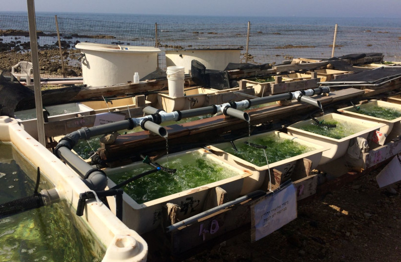  Layout of the land-based, outdoor aquaculture system as was stationed at the IOLR institute. (photo credit: DORON ASHKENAZI)