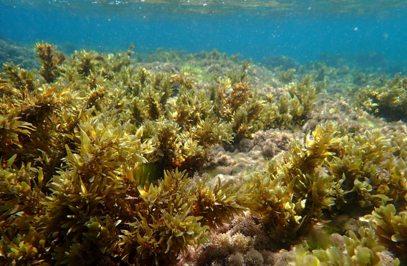  Underwater seaweed garden, Bat Yam. (credit: DORON ASHKENAZI)