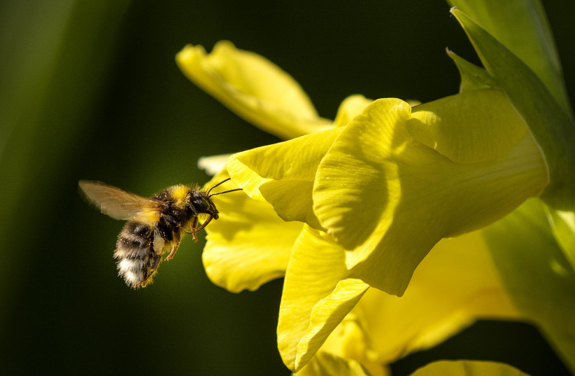  Bumblebee (Illustrative). (photo credit: James Johnstone/Flickr)