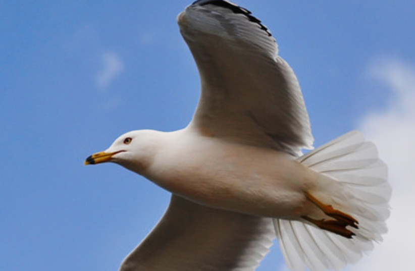 Ring-billed Gull (Larus delawarensis) (credit: JIYANG CHEN/CC BY-SA 3.0 (https://creativecommons.org/licenses/by-sa/3.0)/VIA WIKIMEDIA COMMONS)