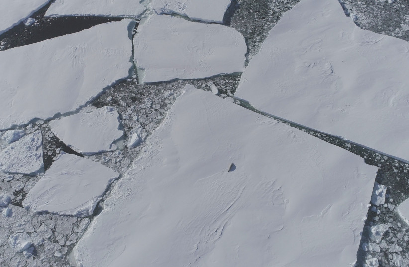 A lone seal on an ice floe infront of Thwaites Glacier, imaged from aerial drone. (credit: ALEXANDRA MAZUR/UNIVERSITY OF GOTHENBURG)