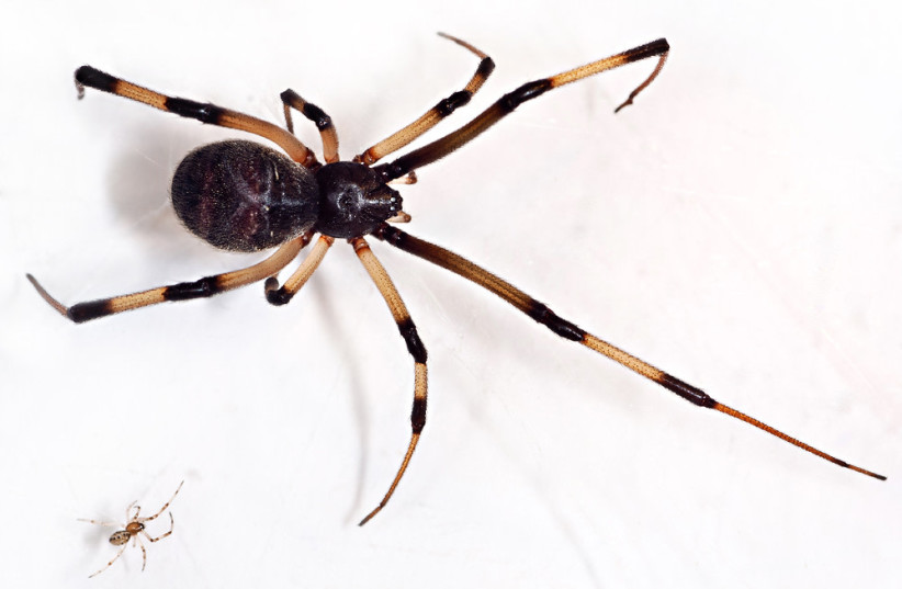 Brown widow spider. (photo credit: FLICKR)