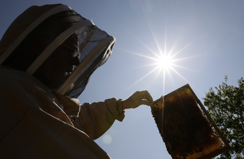  A beekeeper inspects a honeycomb from his hives. (photo credit: REUTERS/DARREN STAPLES)