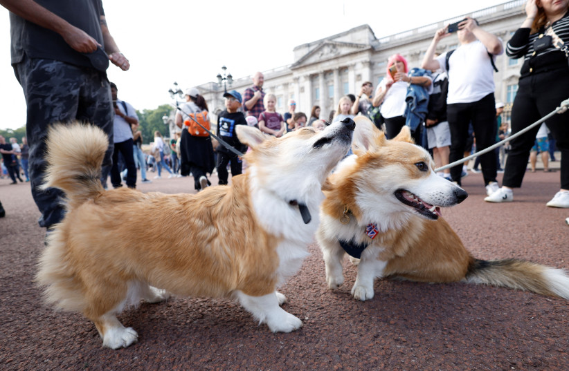  Corgi dogs are seen outside Buckingham Palace following the death of Britain's Queen Elizabeth, in London, Britain September 11, 2022. (credit: JOHN SIBLEY/REUTERS)