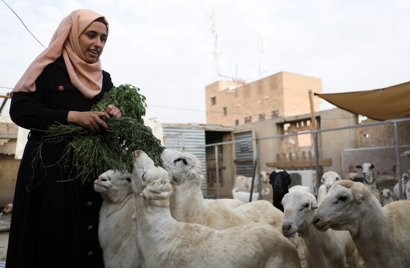 Lujain al-Wazir feeds sheep she raises on the rooftop of her family house in Sanaa, Yemen, July 6, 2022. (photo credit: REUTERS/KHALED ABDULLAH)