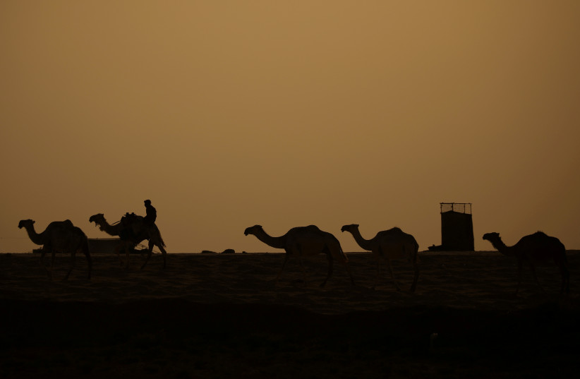  A camel shepherd is seen in the desert at sunset in Raqqa city, Syria July 28, 2017.  (photo credit: REUTERS/RODI SAID)