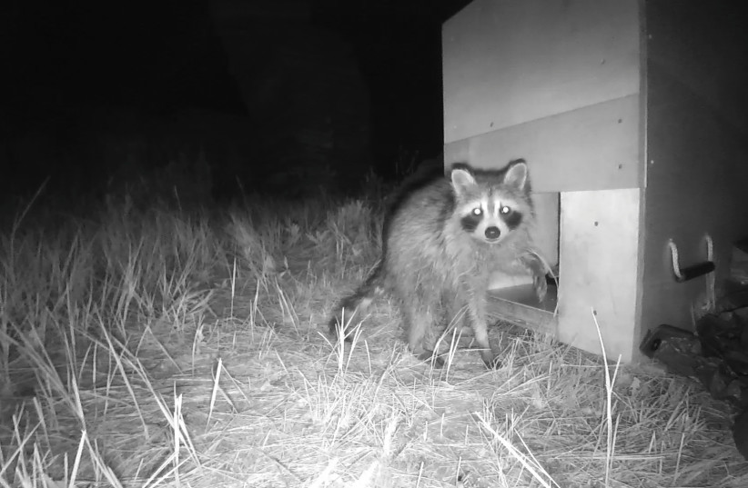 How did the raccoon take North American cities by storm? -study - Vimarsana News