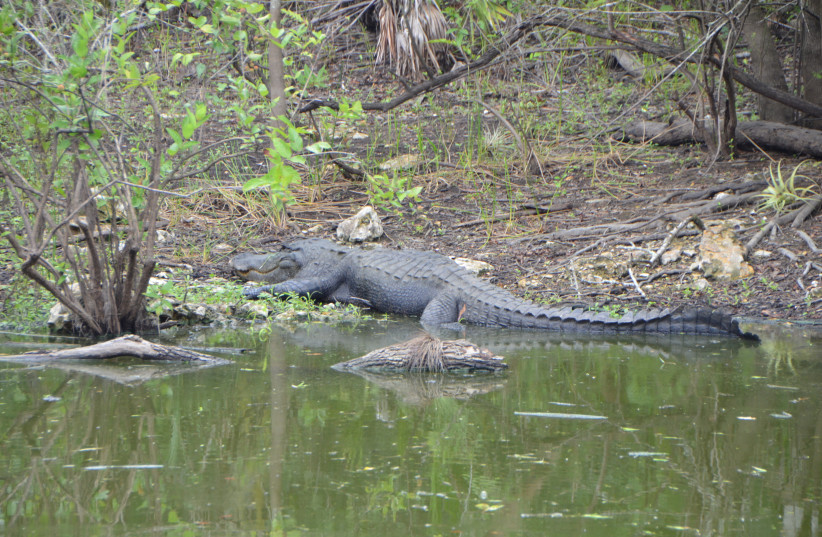 American alligator at Bear Island Campground in the Big Cypress National Preserve (credit: BOBYELLOW/CC BY-SA 4.0 (https://creativecommons.org/licenses/by-sa/4.0)/VIA WIKIMEDIA COMMONS)