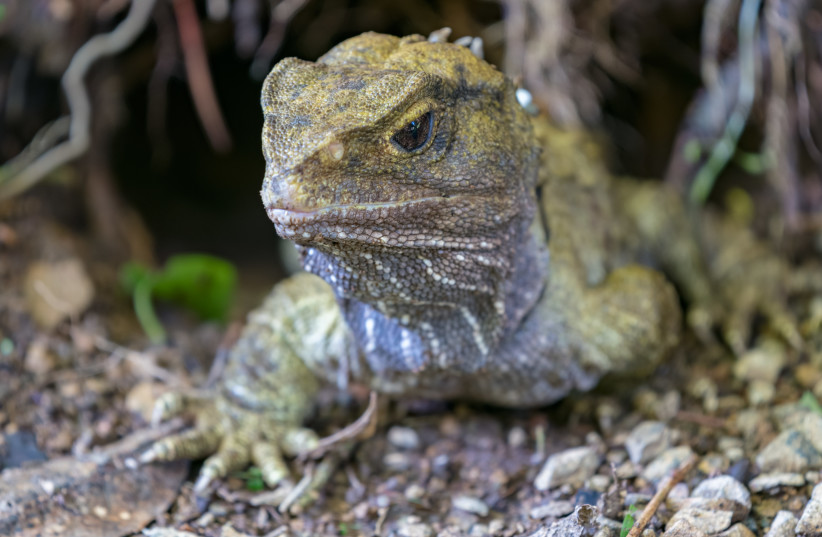  Tuatara at Zealandia EcoSanctuary. The white dot on the right hand side is a plastic identification band (photo credit: Wikimedia Commons)
