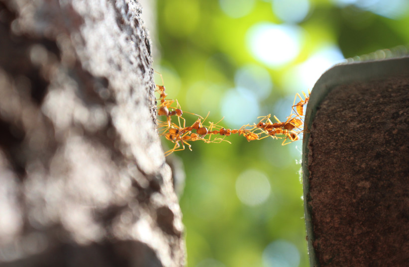 Ants build a body bridge (credit: IGOR CHUXLANCEV/CC BY 4.0 (https://creativecommons.org/licenses/by/4.0)/VIA WIKIMEDIA COMMONS)